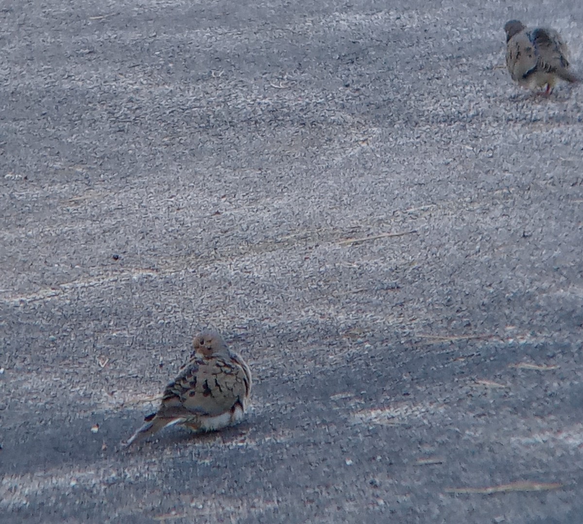 Mourning Dove - ML618814125