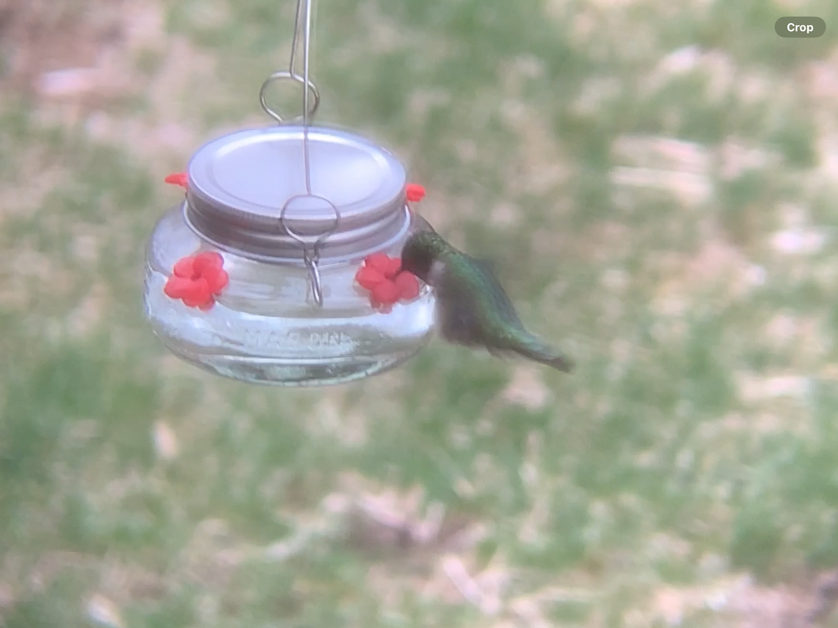 Ruby-throated Hummingbird - August Palmer