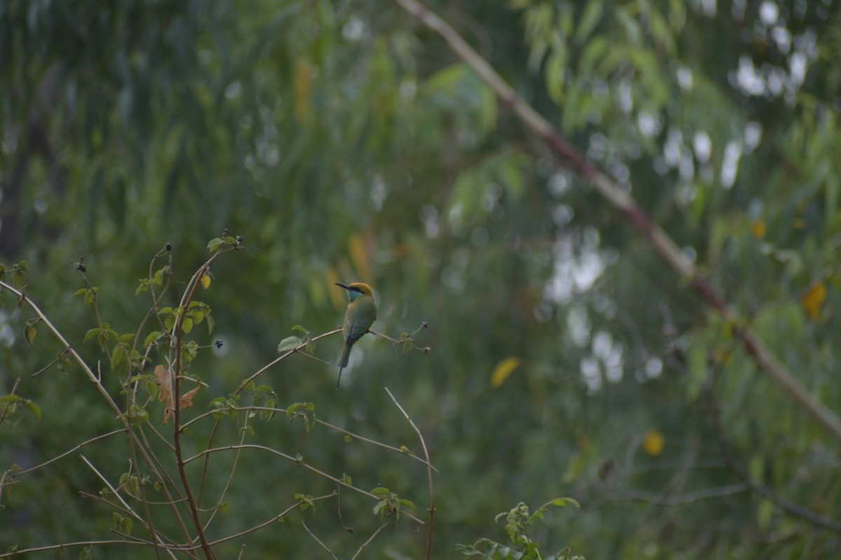 Asian Green Bee-eater - ML618814130