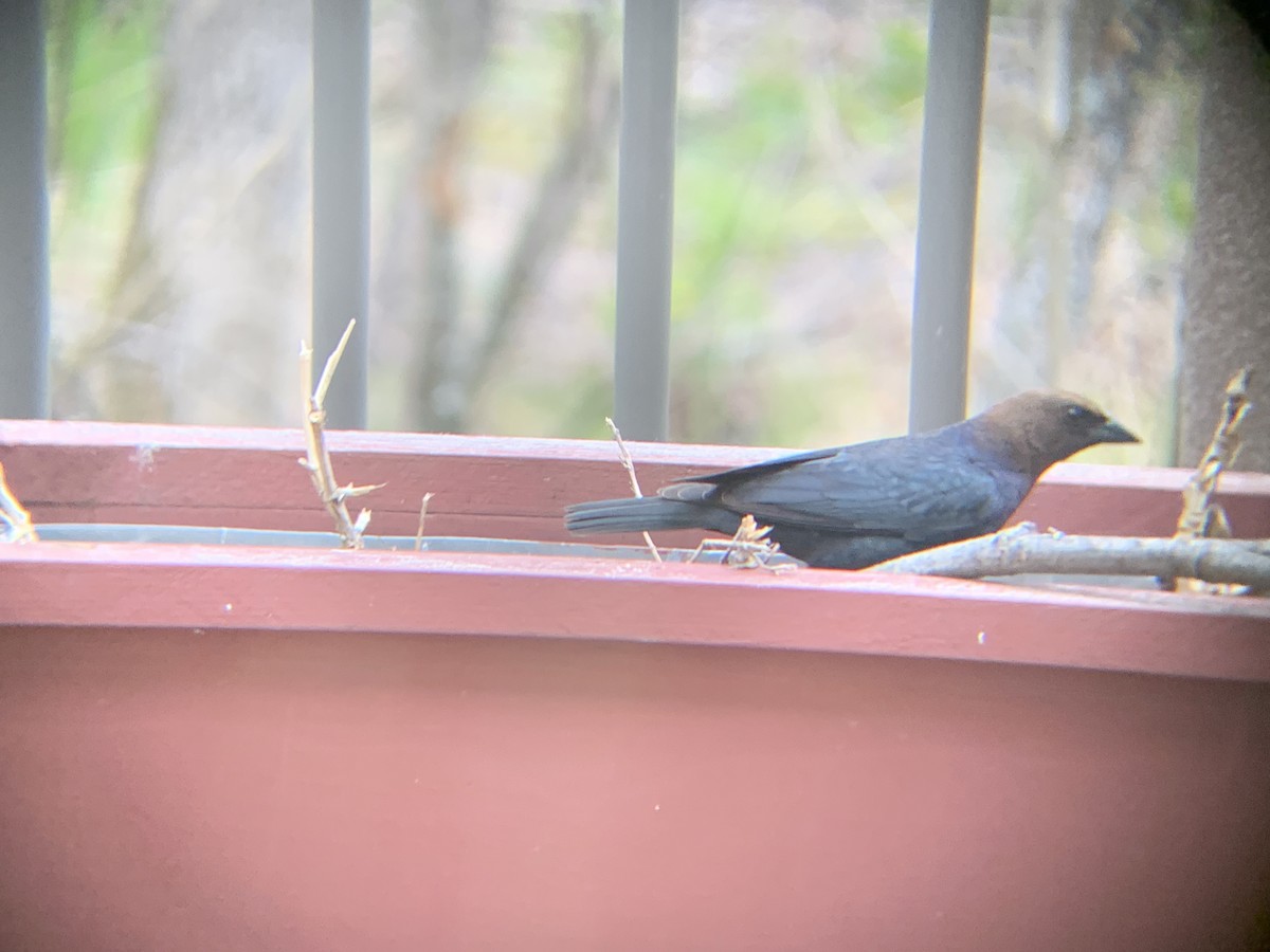 Brown-headed Cowbird - August Palmer