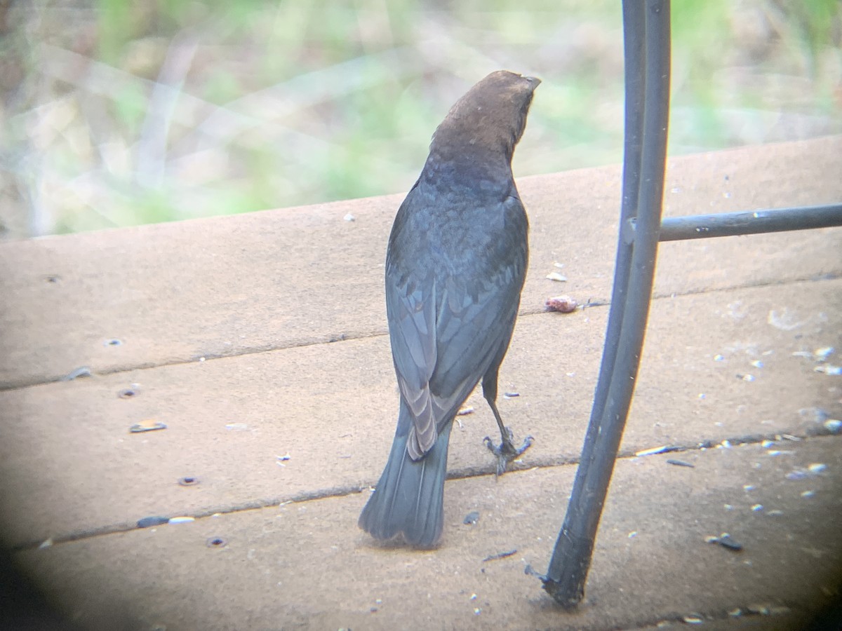 Brown-headed Cowbird - August Palmer