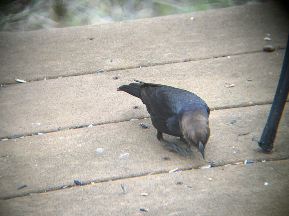 Brown-headed Cowbird - August Palmer