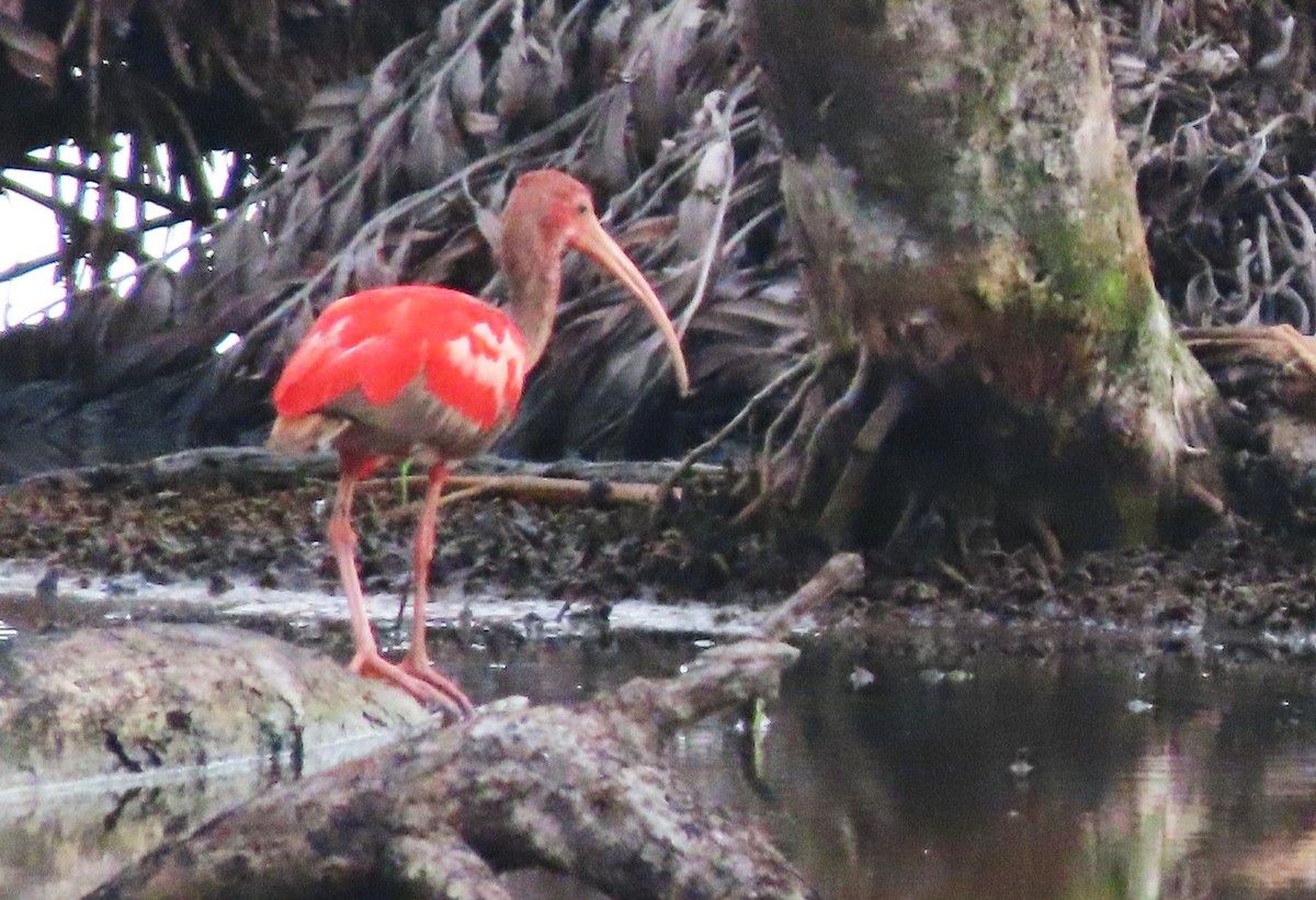 ibis rudý - ML618814138