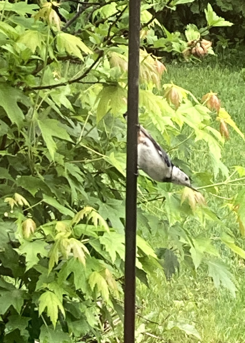 White-breasted Nuthatch - Reneé Dillard