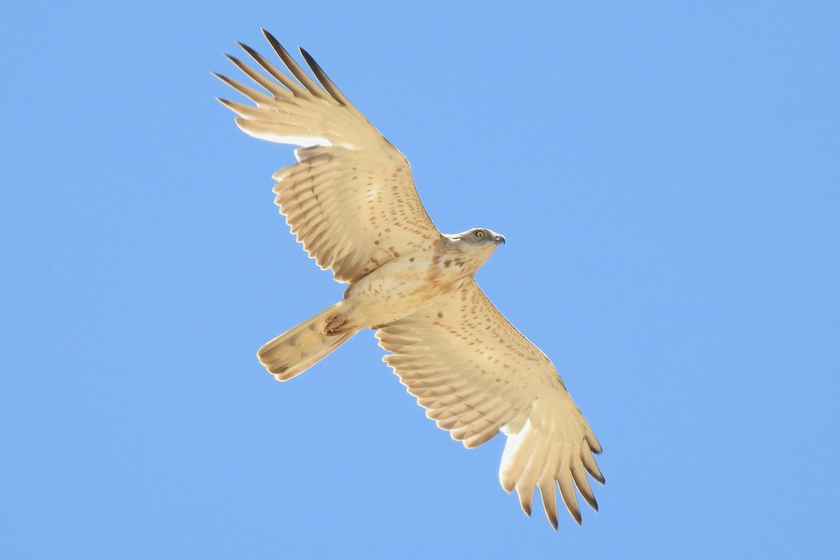 Short-toed Snake-Eagle - Luca Bonomelli