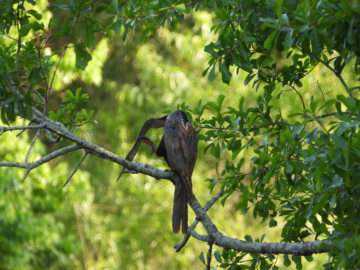 Anhinga - ML618814155