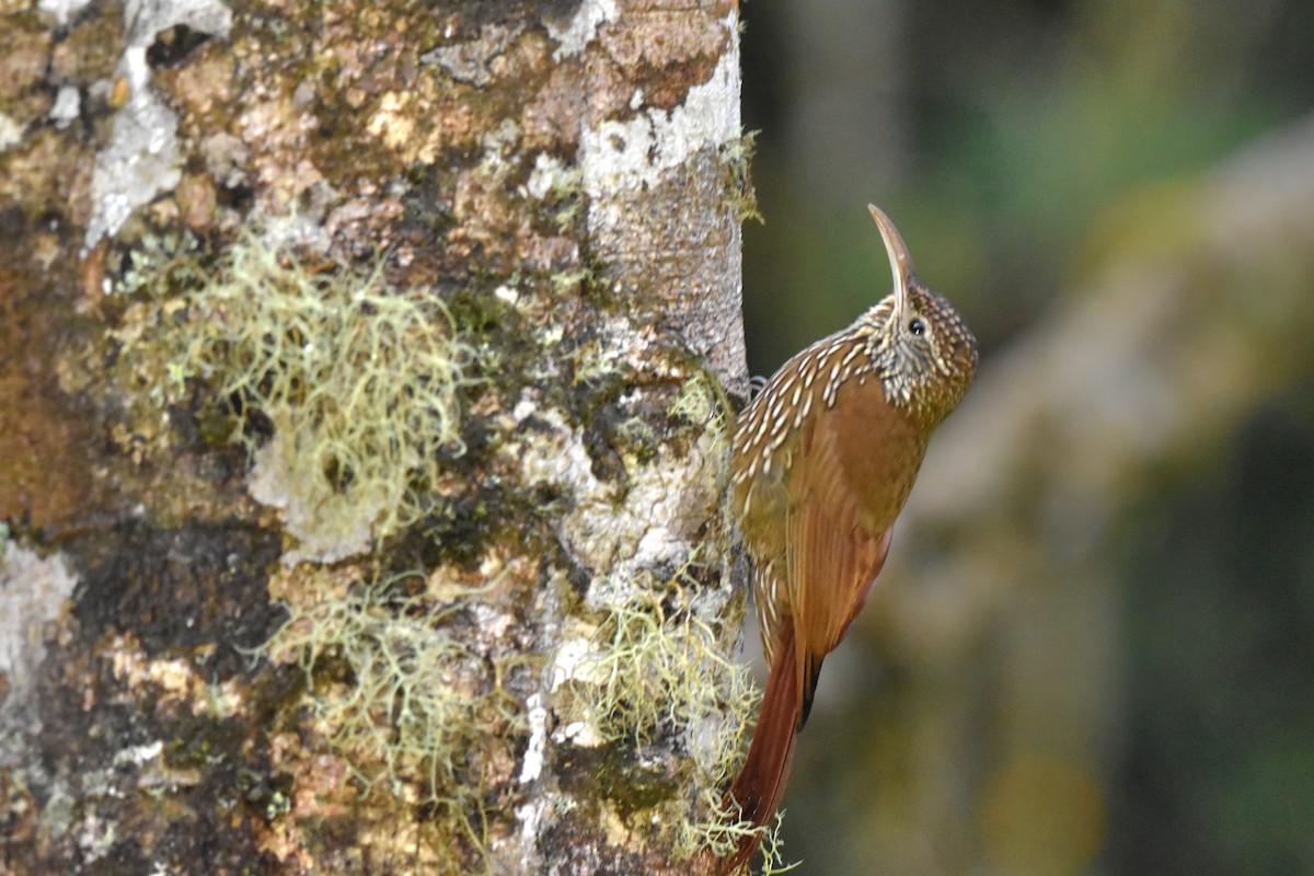 Montane Woodcreeper - Tim Wing