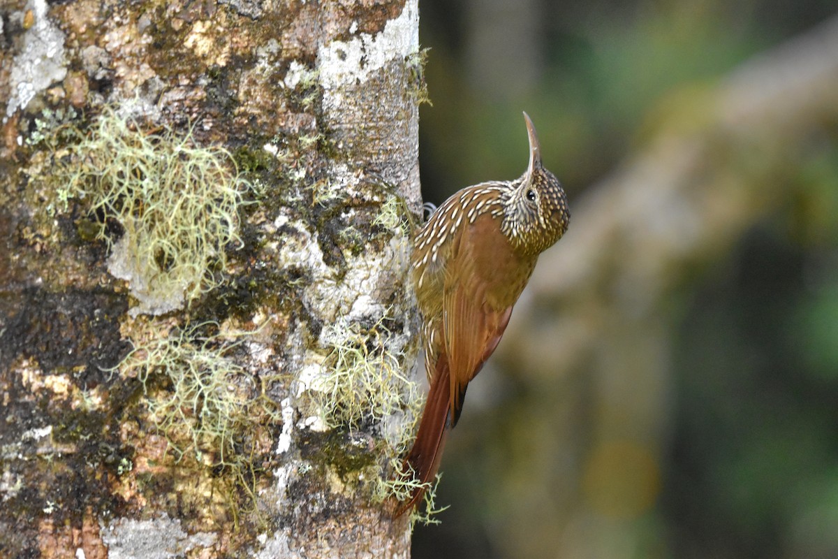 Montane Woodcreeper - ML618814176