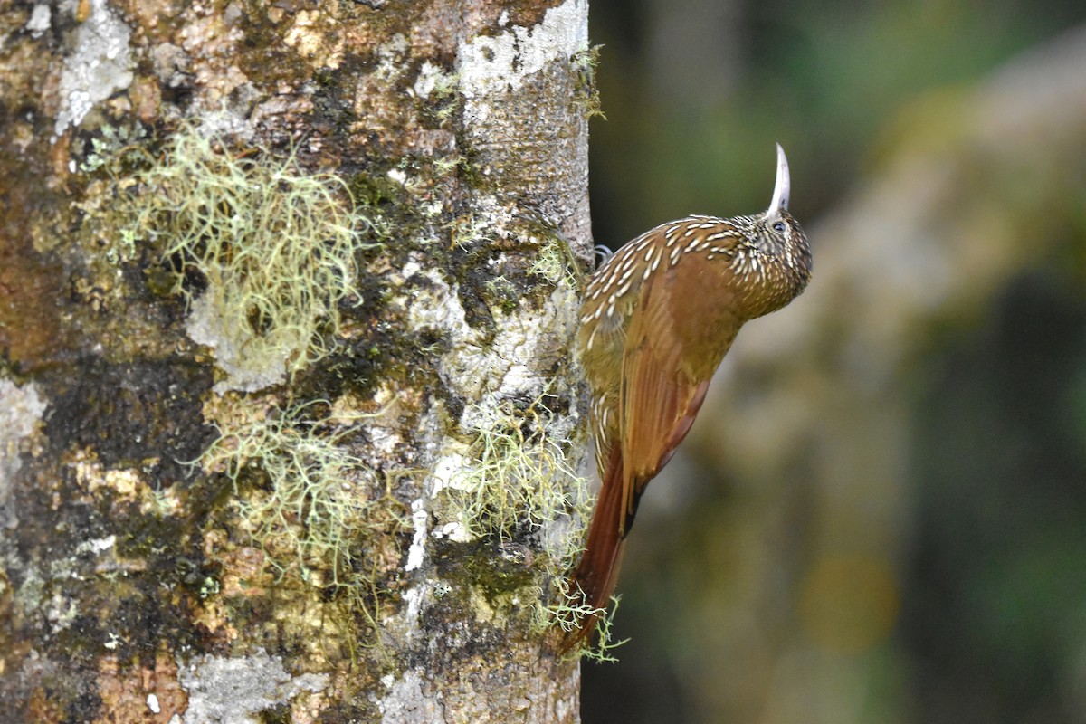 Montane Woodcreeper - ML618814178