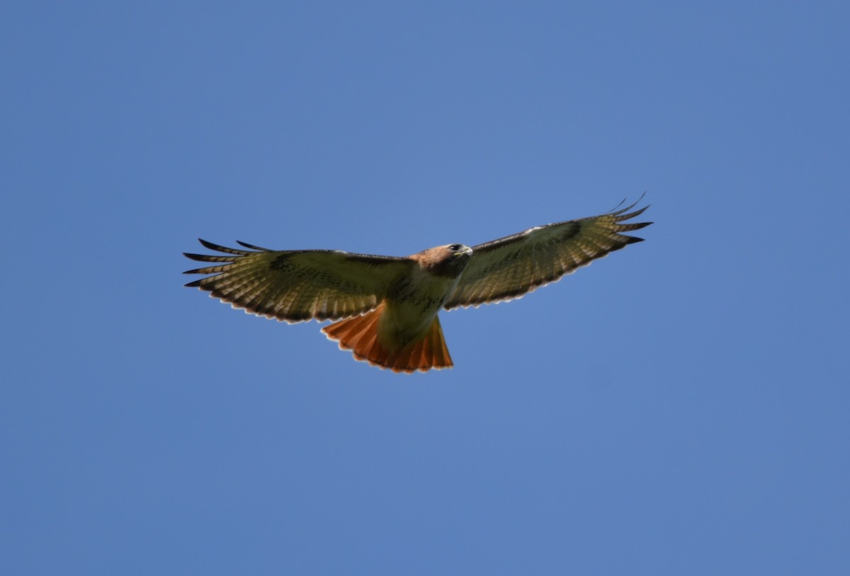 Red-tailed Hawk - Harold Quinn