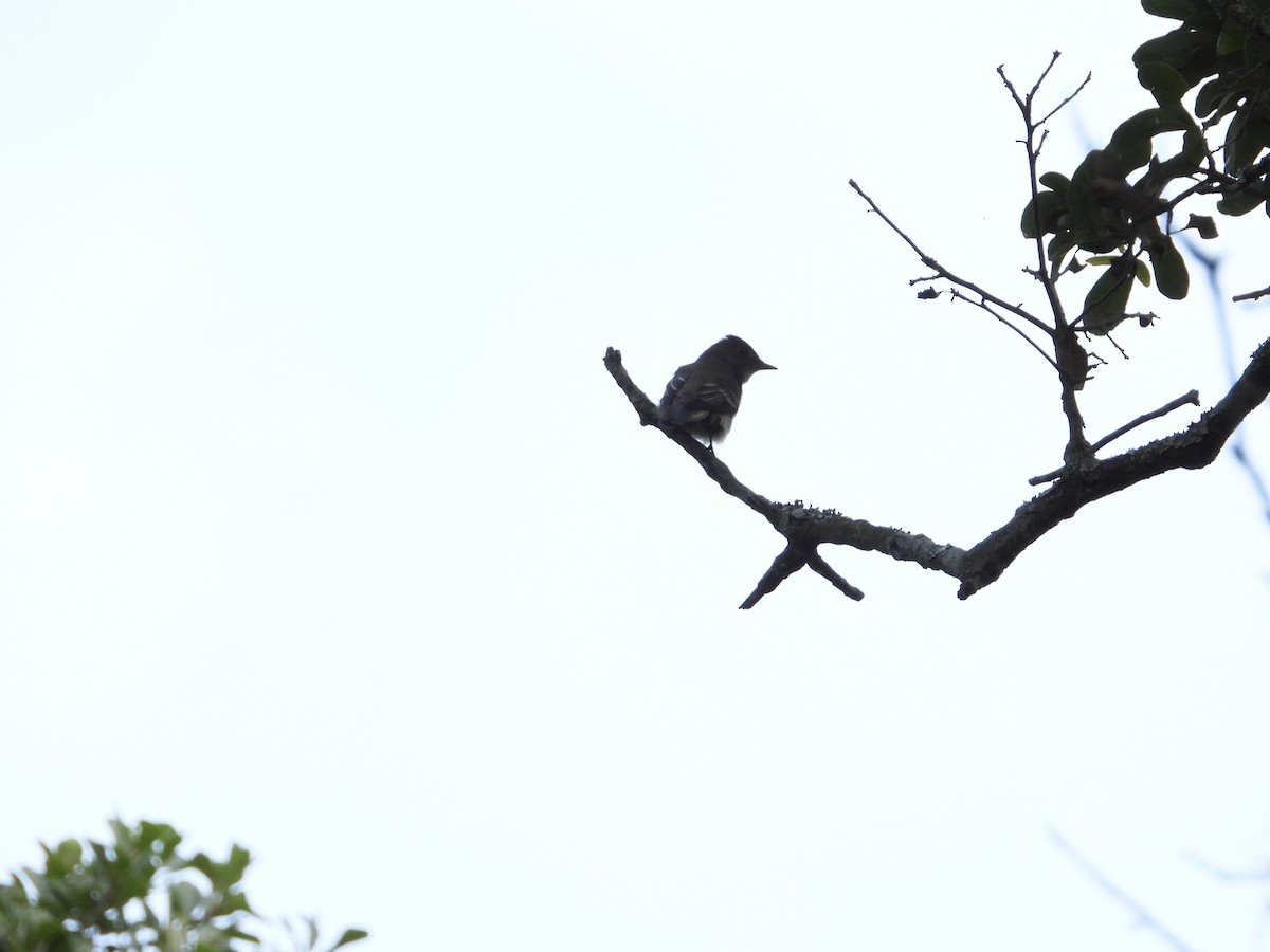 Eastern Wood-Pewee - Kim Shaw