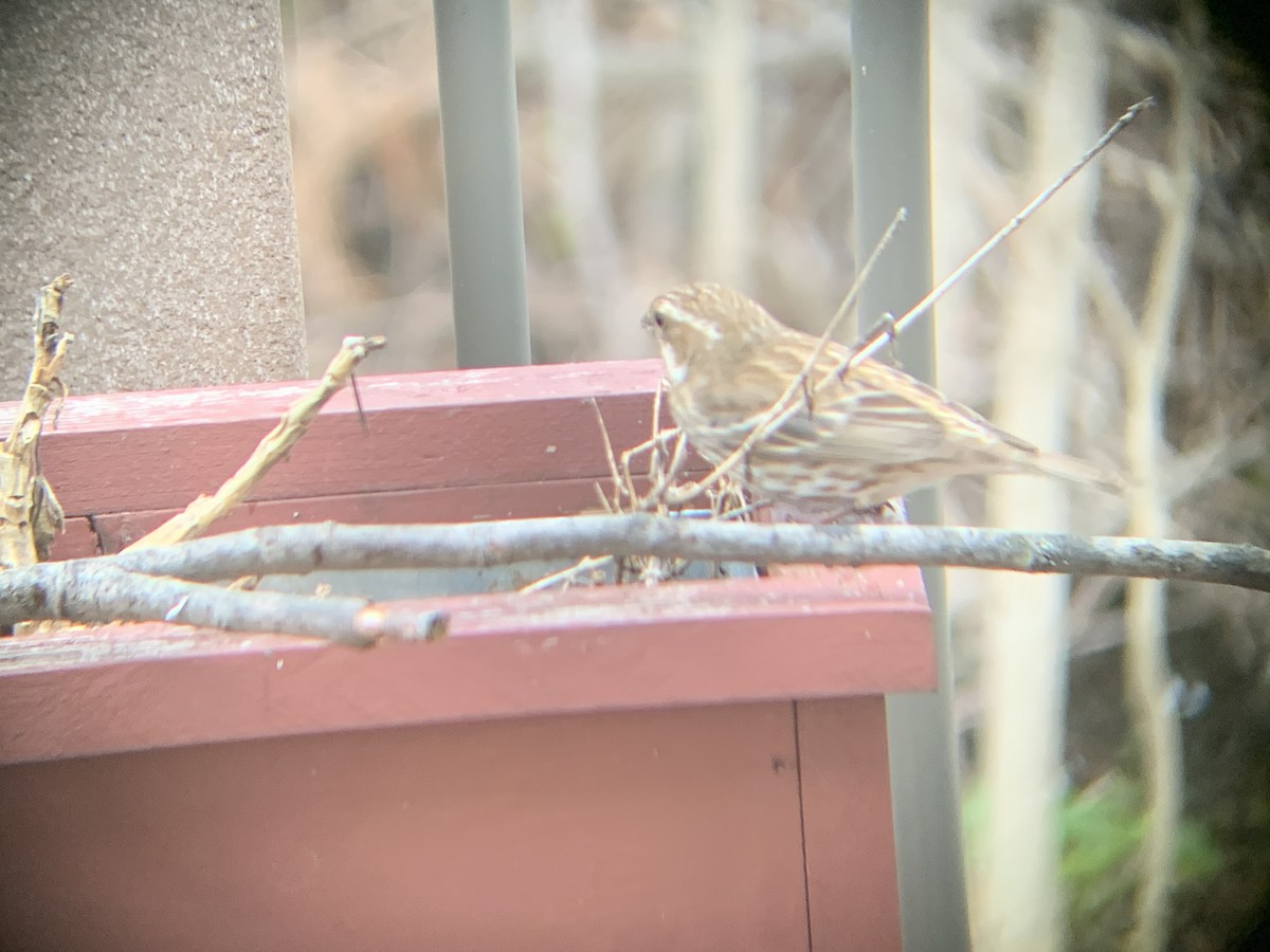 Purple Finch - August Palmer