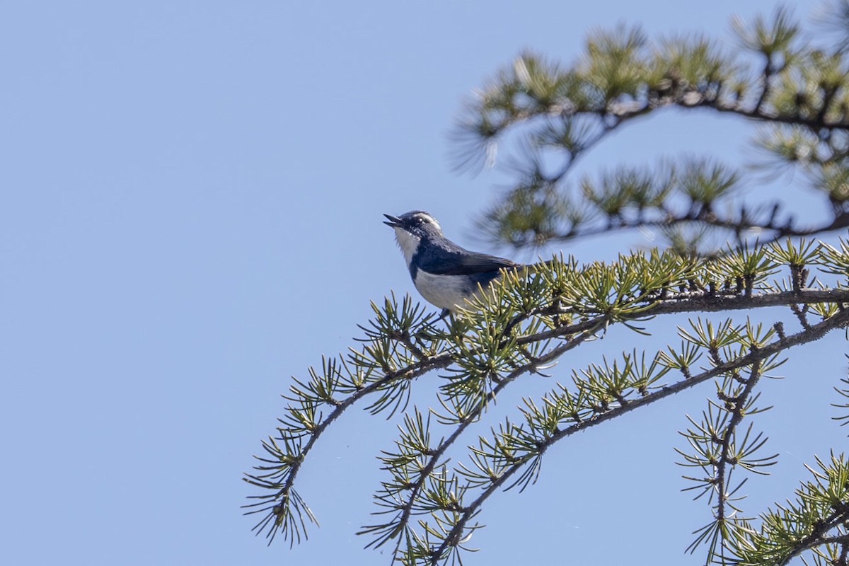 Ultramarine Flycatcher - Vivek Saggar