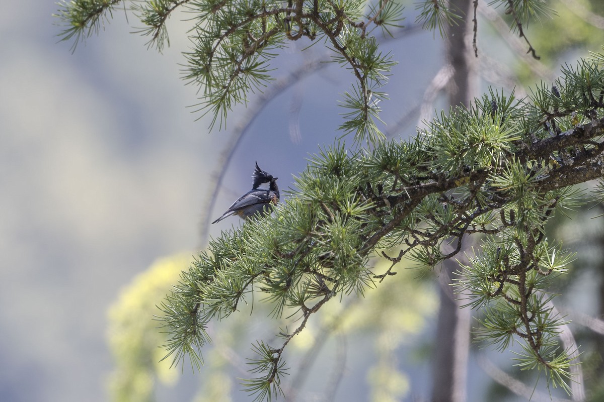 Coal Tit - Vivek Saggar