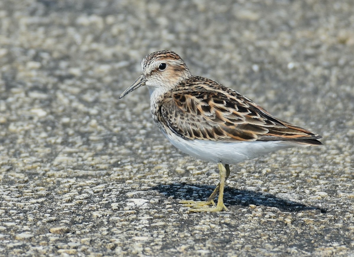 Least Sandpiper - John Lynch