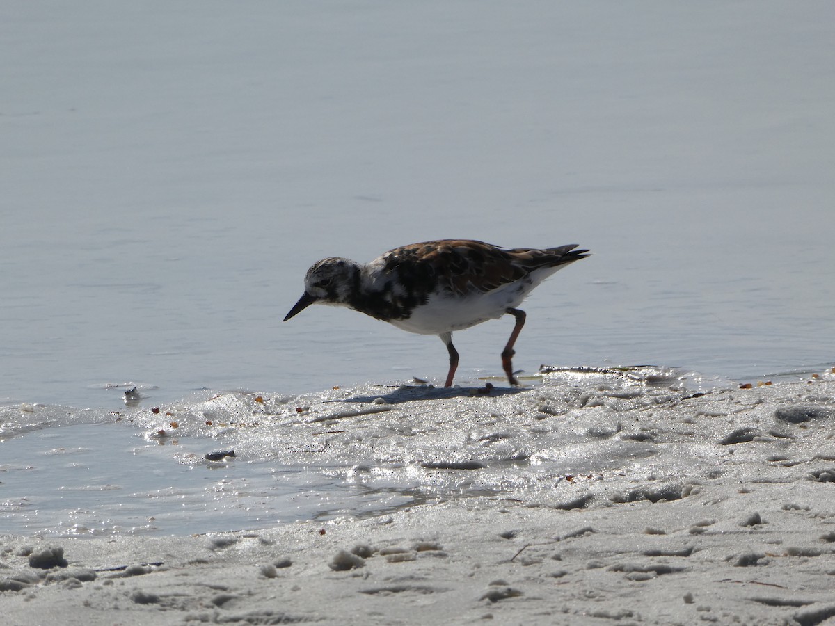 Ruddy Turnstone - Thomas Ouchterlony