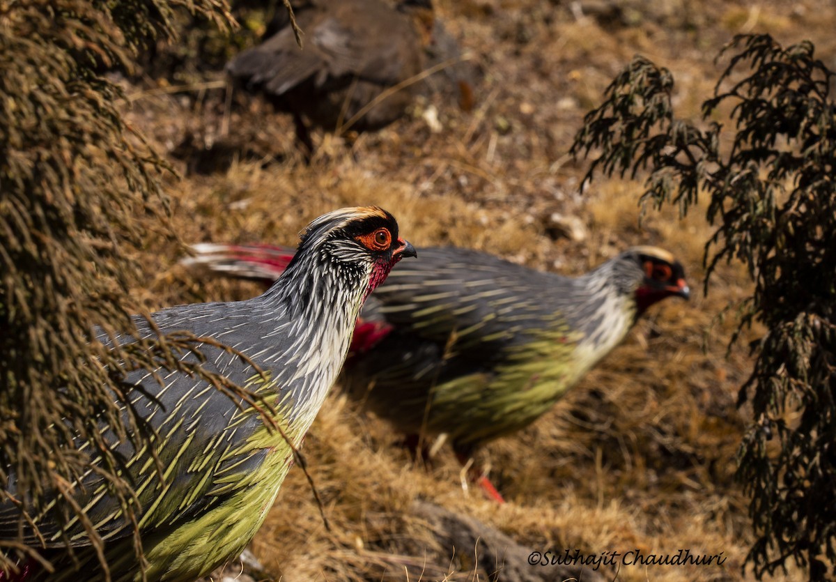 bažant krvavý - ML618814293