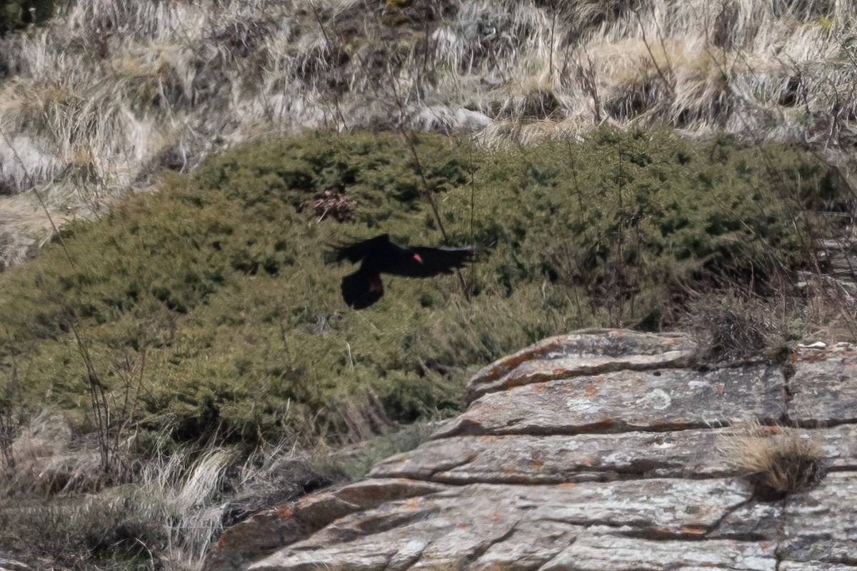 Red-billed Chough - Vivek Saggar