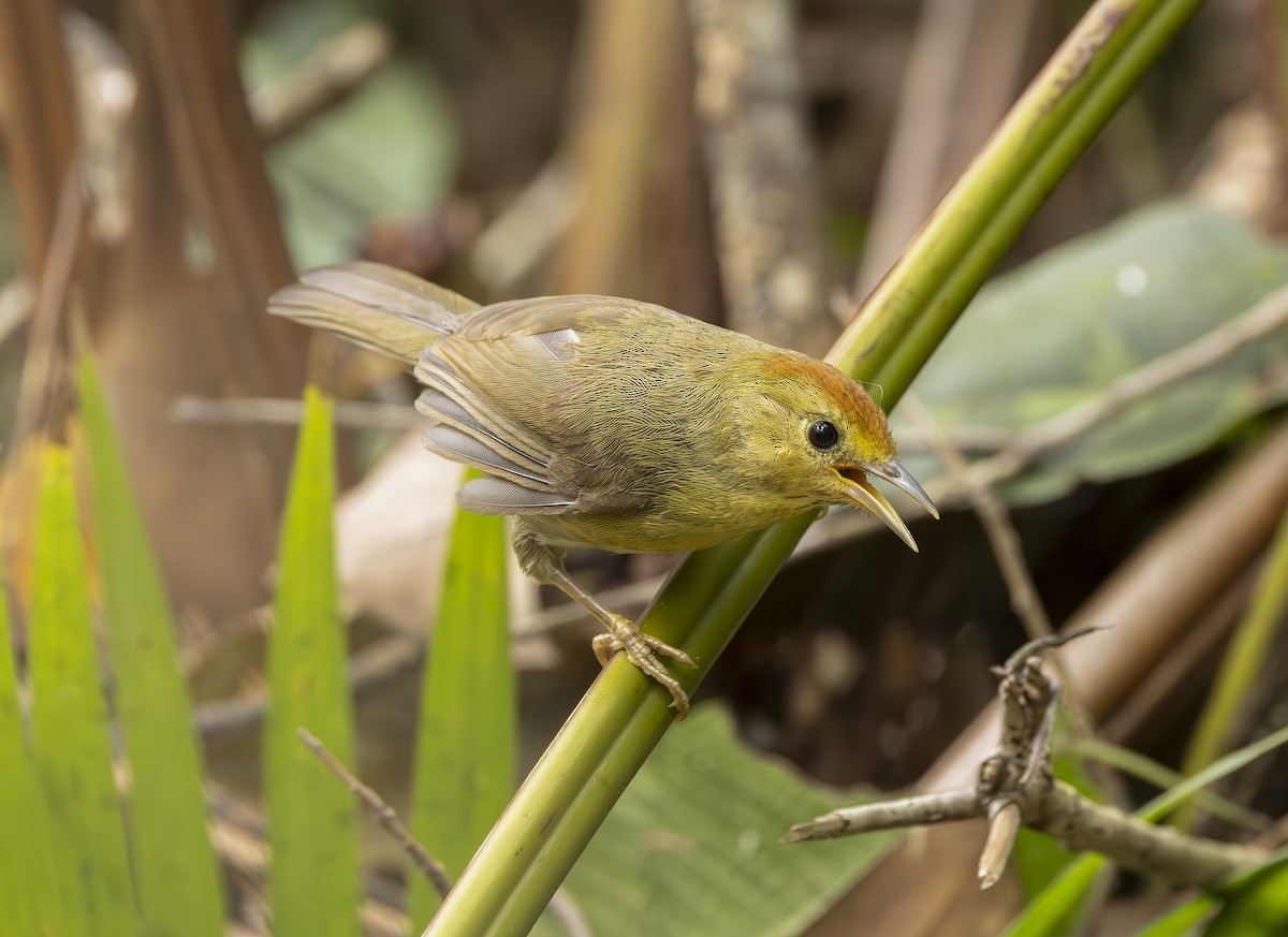 Rufous-capped Babbler - Patrick Lo