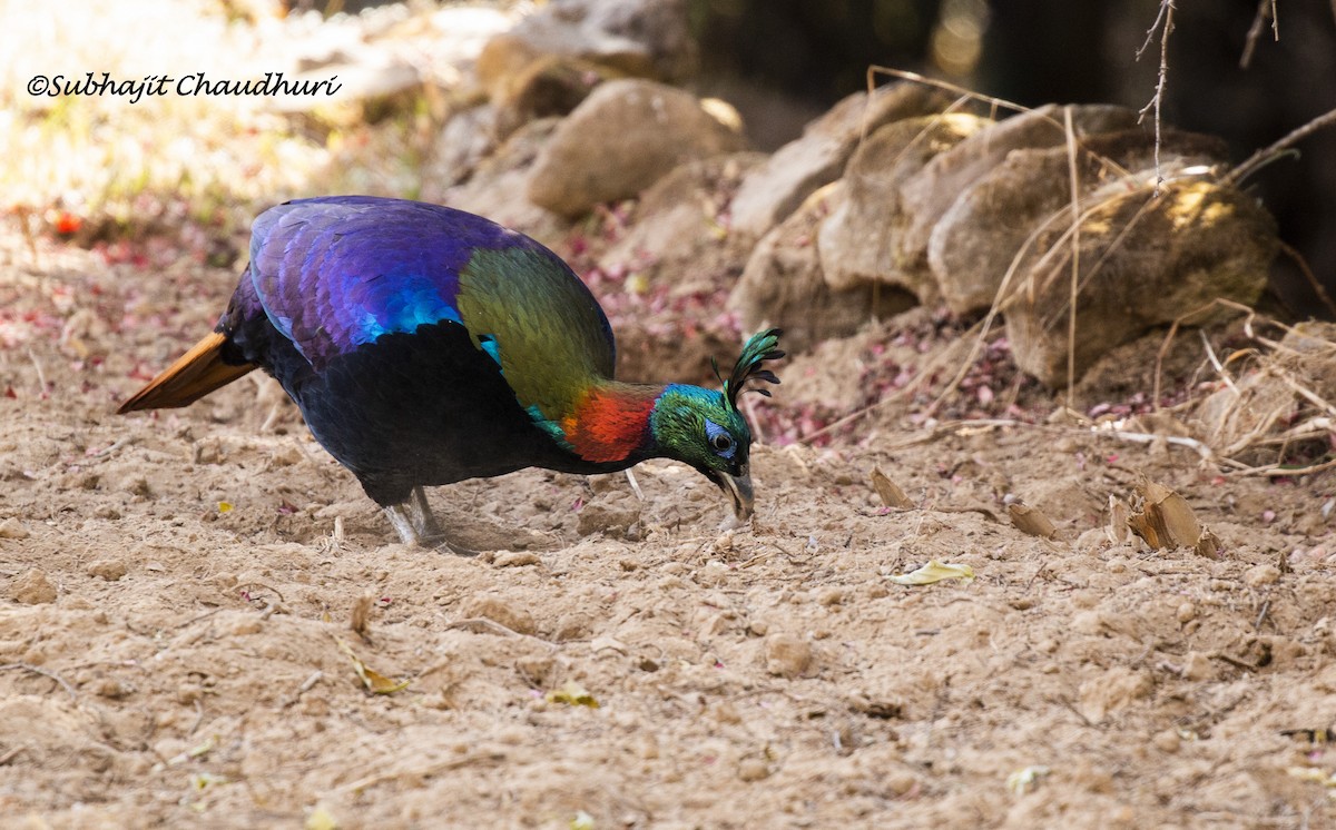 Himalayan Monal - ML618814313