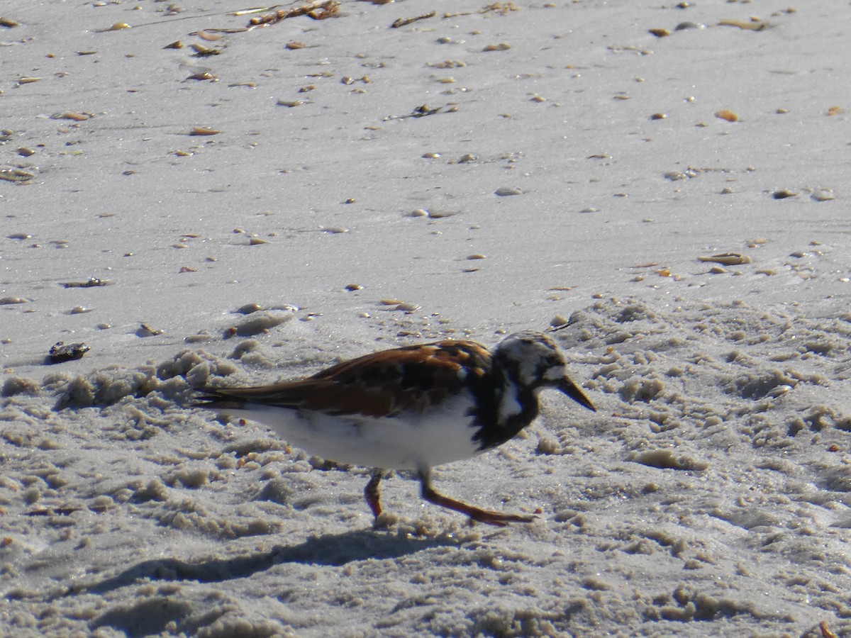 Ruddy Turnstone - Thomas Ouchterlony