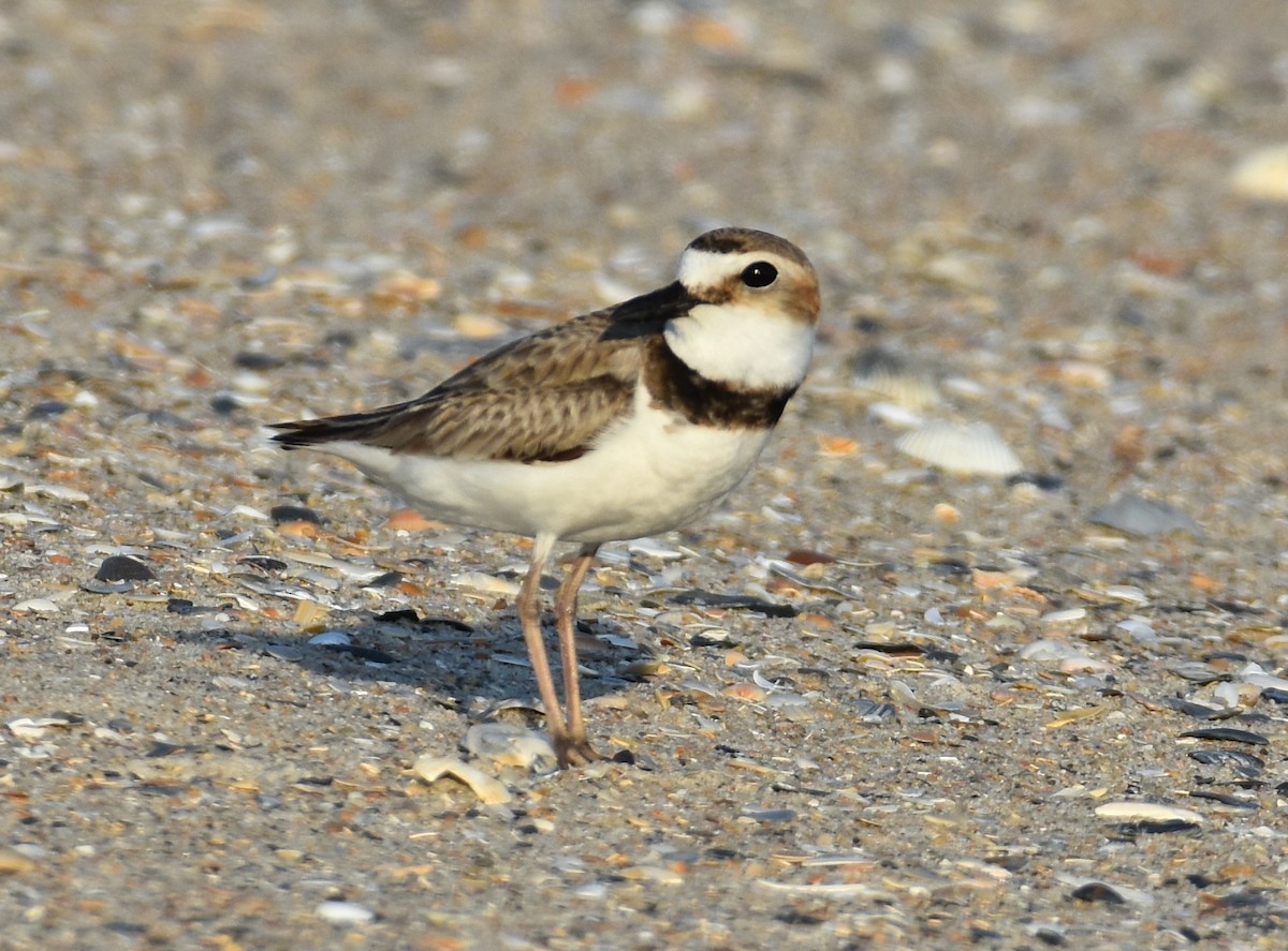 Wilson's Plover - John Lynch