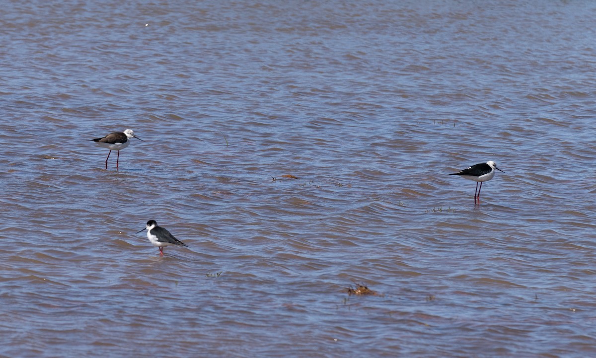 Black-winged Stilt - Bárbara Morais