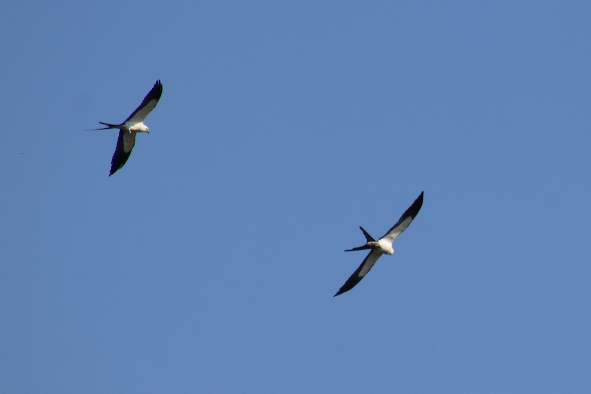 Swallow-tailed Kite - ML618814327
