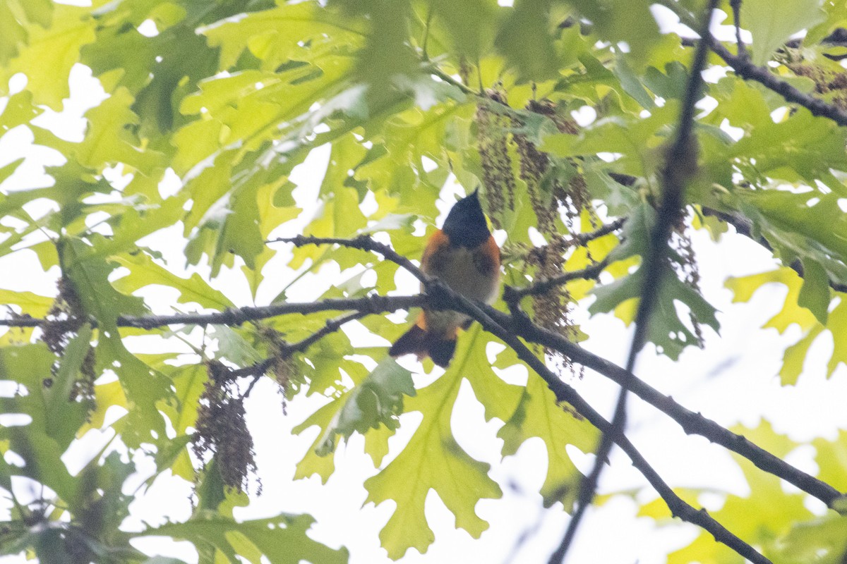 American Redstart - ML618814336