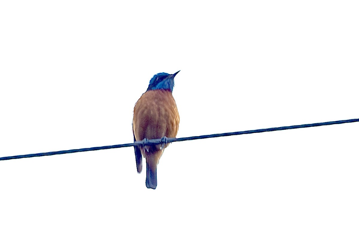 Blue-capped Rock-Thrush - Vivek Saggar