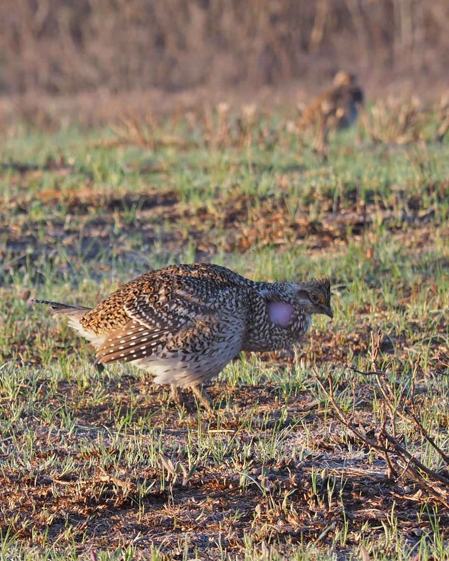 Gallo de las Praderas Rabudo - ML618814340