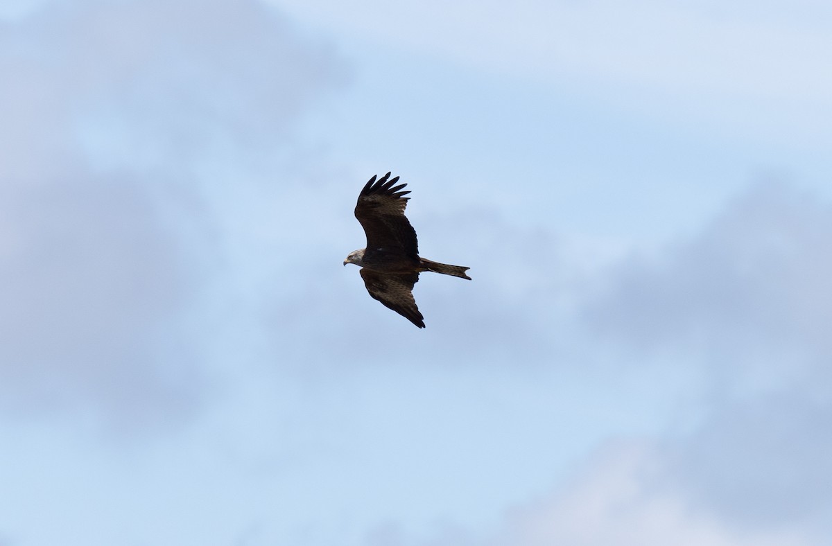 Black Kite - Bárbara Morais