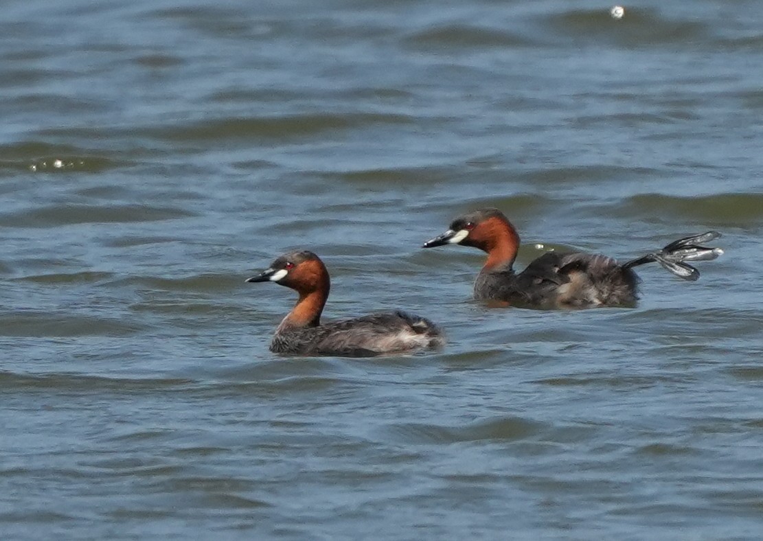 Little Grebe - Sandy Gayasih