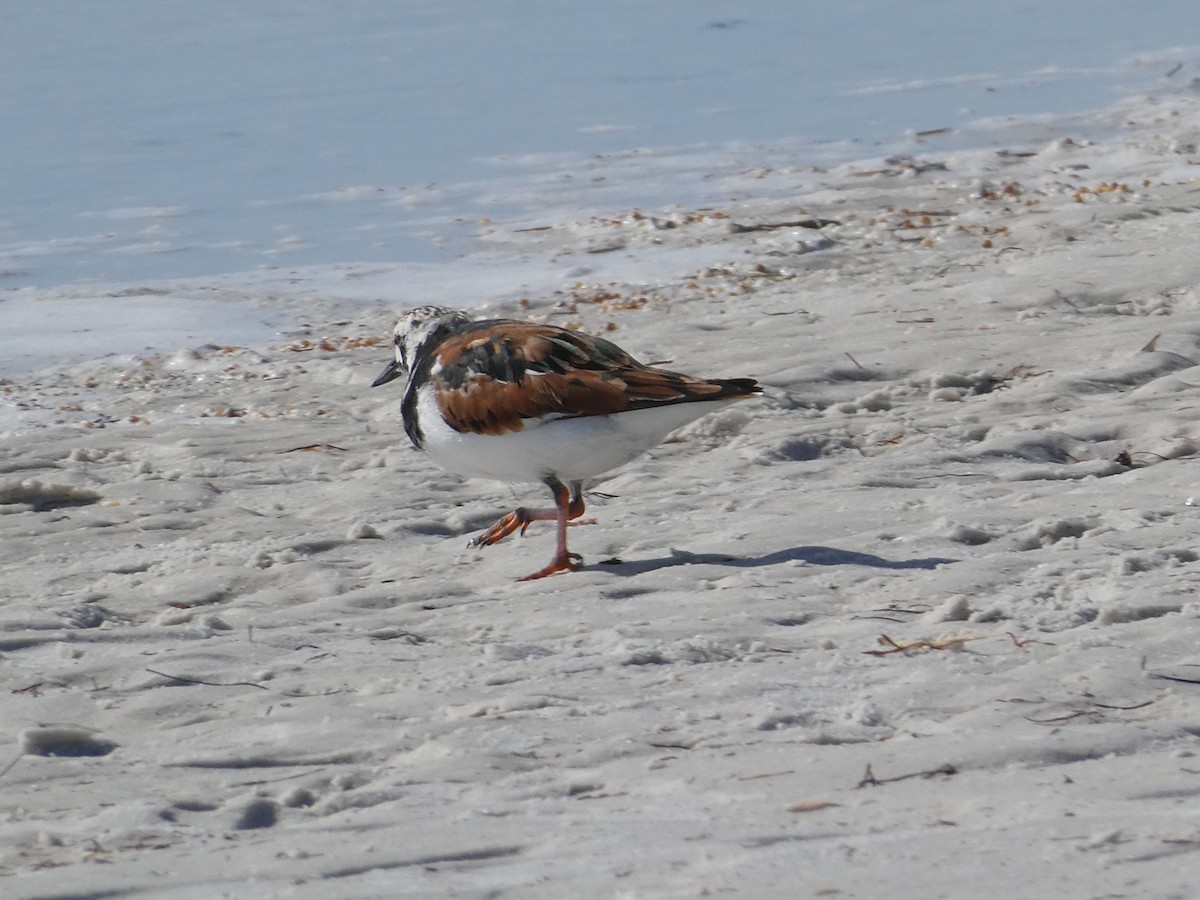 Ruddy Turnstone - Thomas Ouchterlony