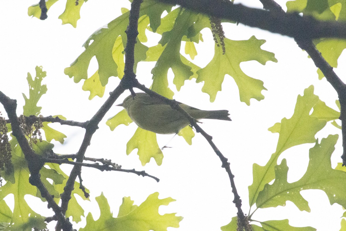 Orange-crowned Warbler - ML618814370