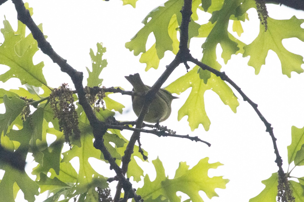 Orange-crowned Warbler - ML618814372