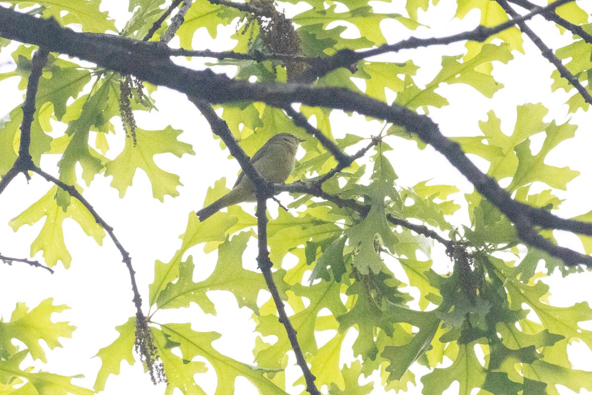 Orange-crowned Warbler - ML618814373