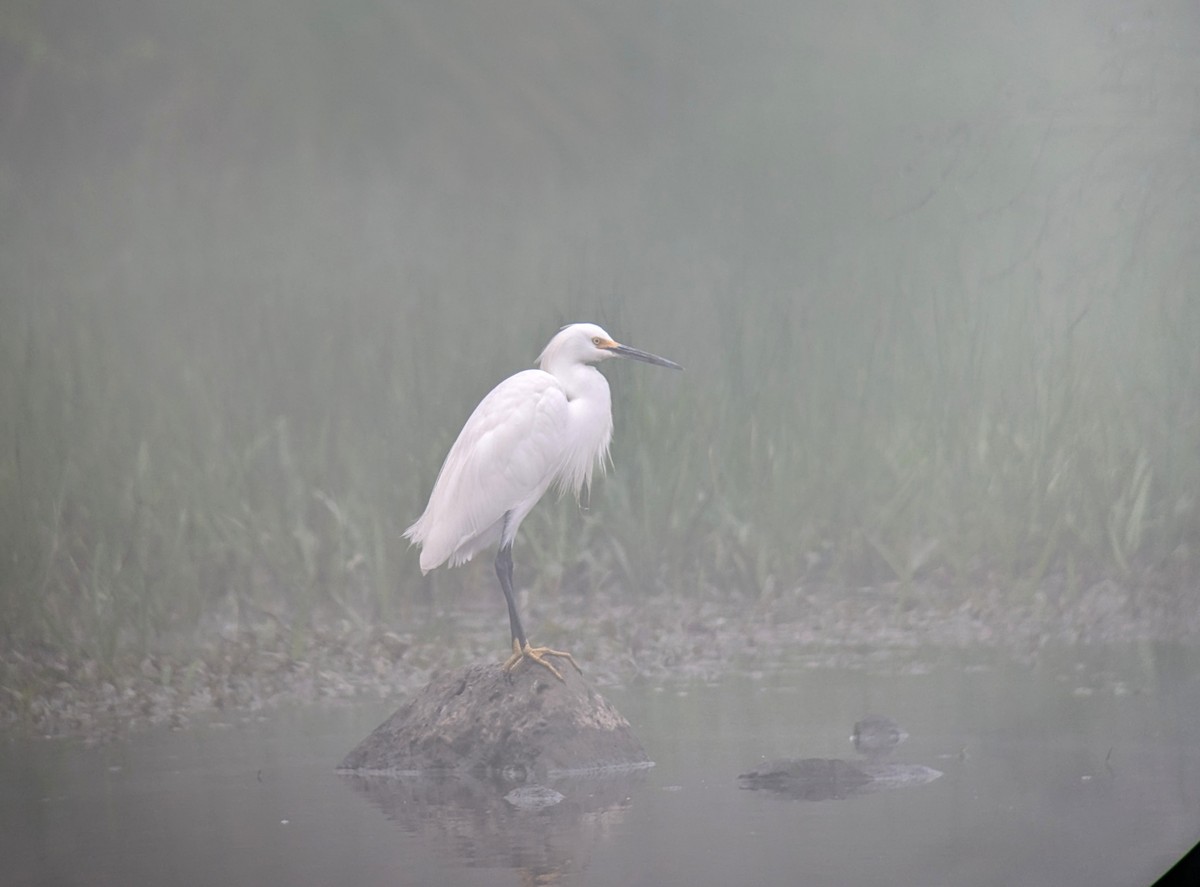 Snowy Egret - Richard Kurtz