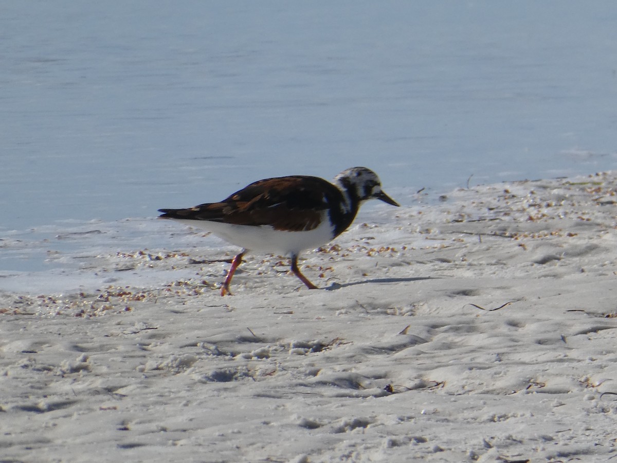 Ruddy Turnstone - Thomas Ouchterlony