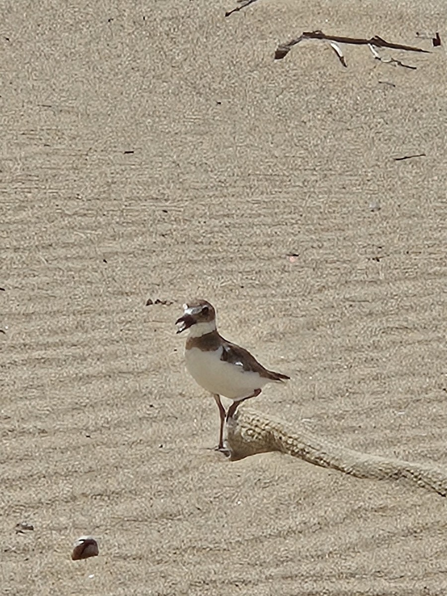 Wilson's Plover - Dimaris Colon