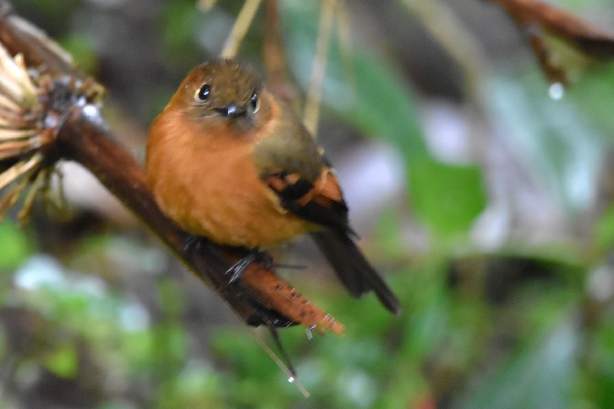 Cinnamon Flycatcher (Andean) - Tim Wing