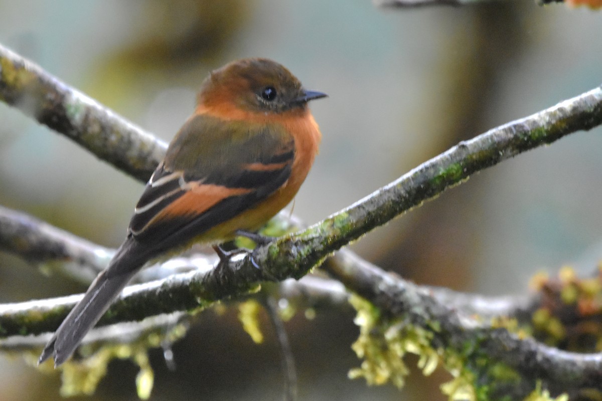 Cinnamon Flycatcher (Andean) - Tim Wing