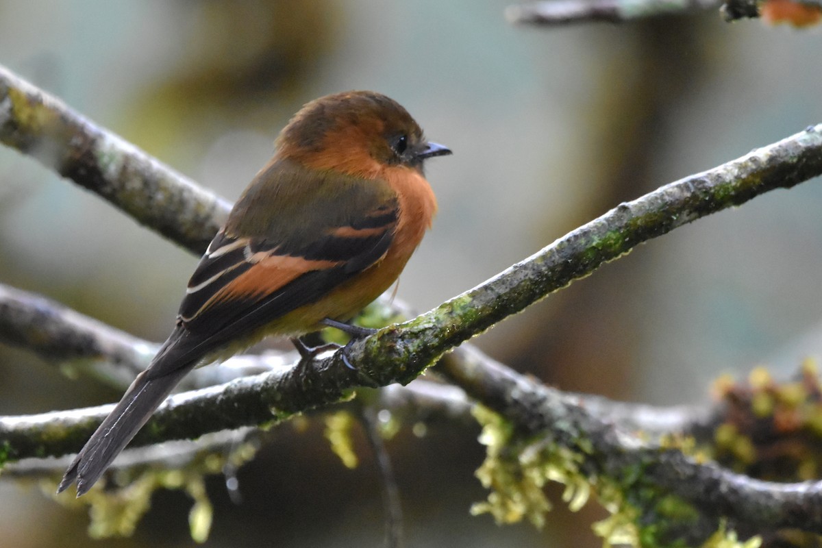 Cinnamon Flycatcher (Andean) - ML618814392