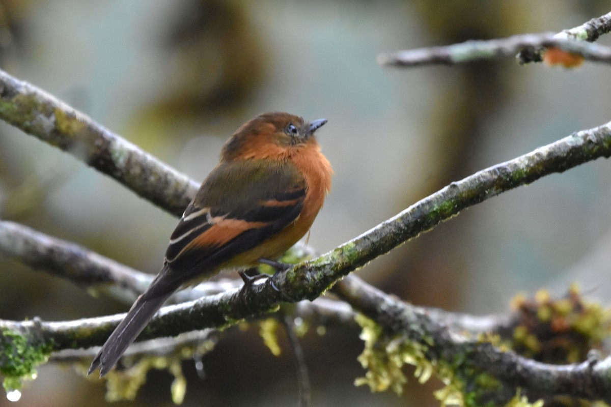 Cinnamon Flycatcher (Andean) - Tim Wing