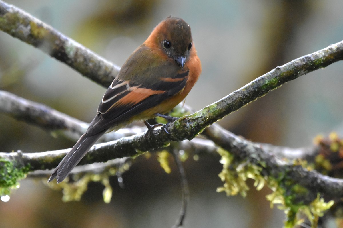 Cinnamon Flycatcher (Andean) - Tim Wing