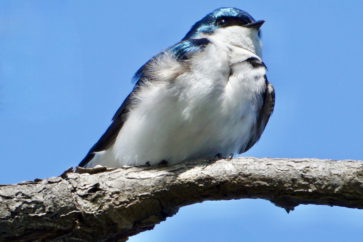 Tree Swallow - Laura Sisitzky