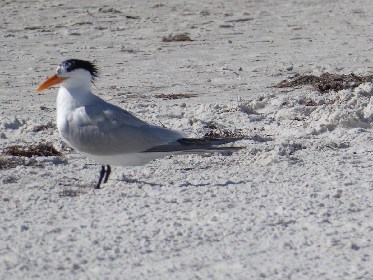 Royal Tern - Thomas Ouchterlony