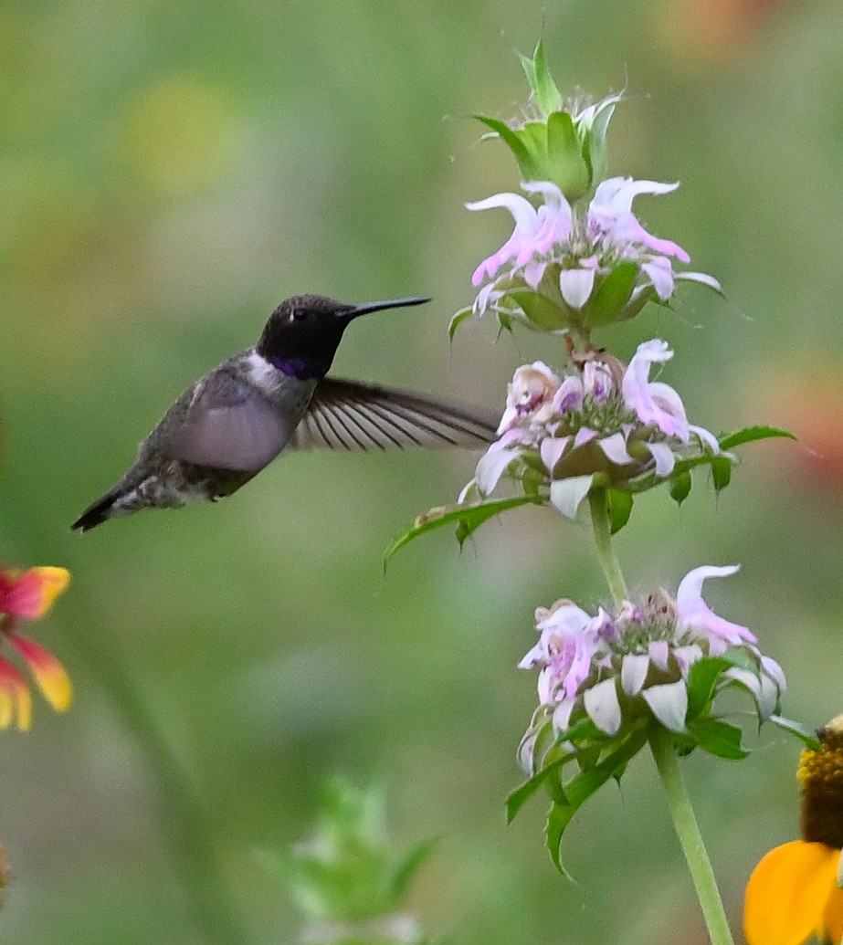 Black-chinned Hummingbird - Bear Bryant