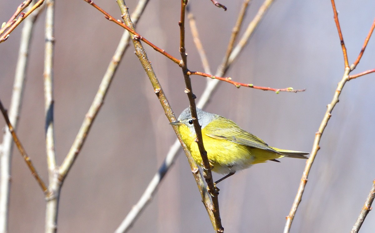 Nashville Warbler - Sylvain Dallaire