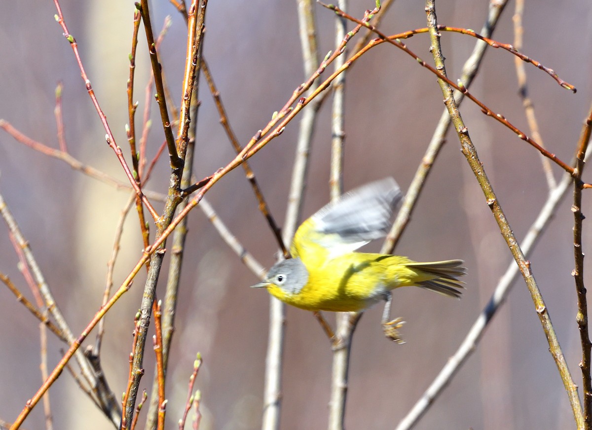 Nashville Warbler - Sylvain Dallaire